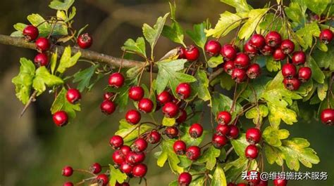 山楂種植|山楂培育種植技術，掌握以下幾點，增產又增收